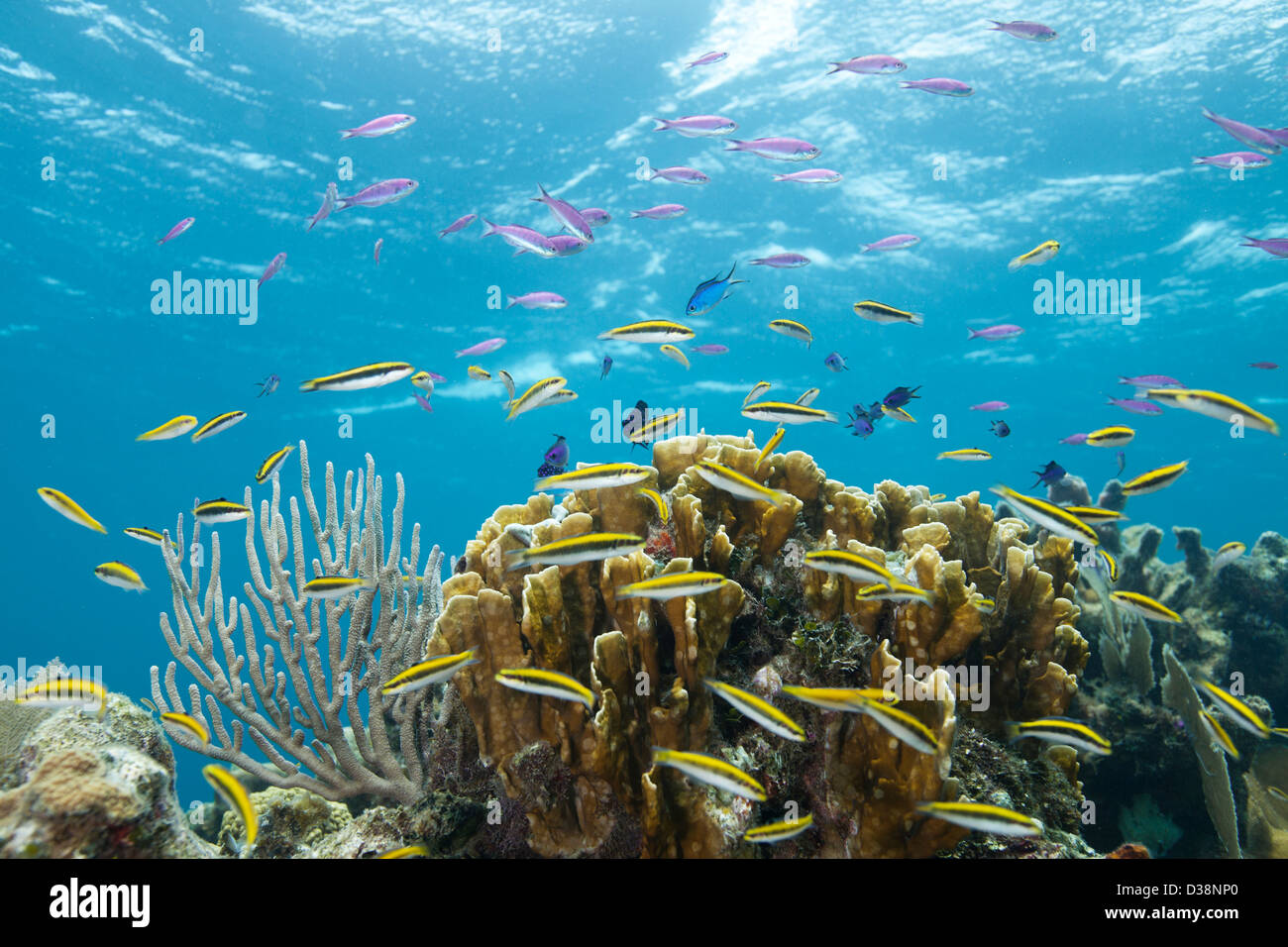 Des poissons colorés à des récifs coralliens tropicaux Banque D'Images