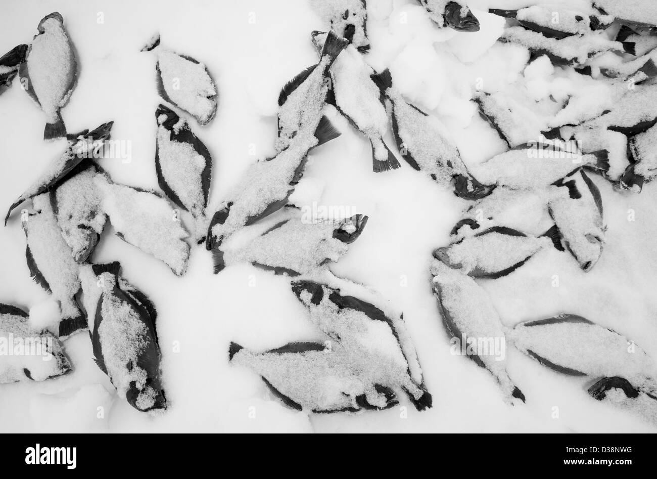 Les poissons fraîchement pêchés dans la neige Banque D'Images