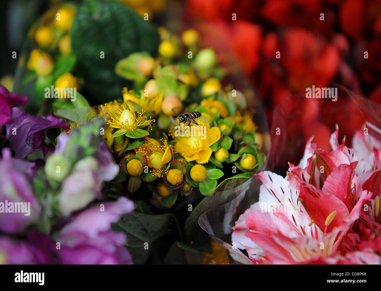 Une abeille vole au-dessus de fleurs à vendre en avance sur la Saint Valentin au le marché Dangwa à Manille, Philippines, le mercredi 23 février, 13, 2013. La Saint-Valentin est célébrée le 14 février hommage à l'un ou plusieurs premiers martyrs chrétiens nommé Saint Valentin. Il a d'abord été établi par le pape Gélase I en 496 AD, et plus tard a été supprimé du calendrier romain général de saints en 1969 par le Pape Paul VI. Banque D'Images