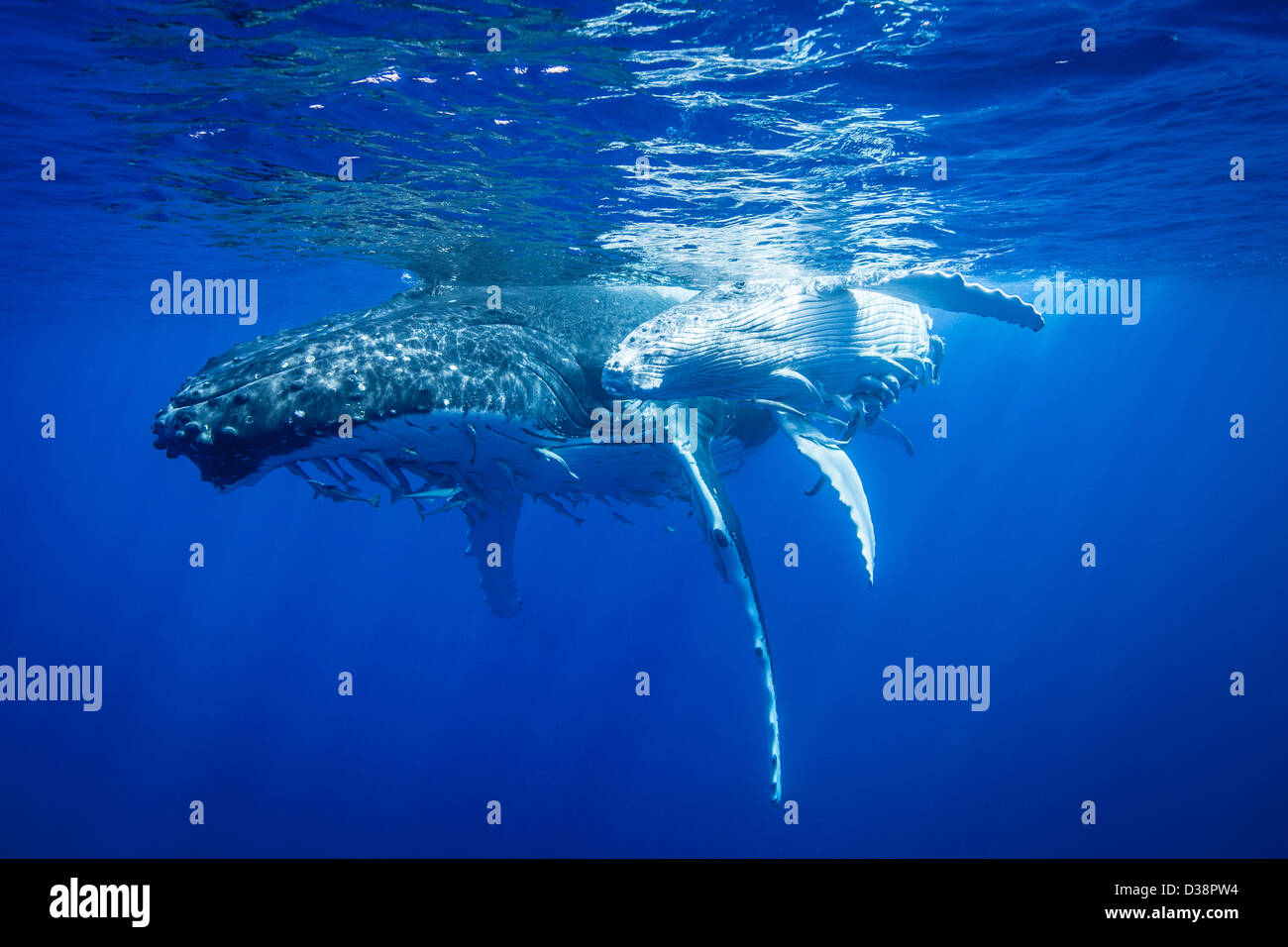 Baleine Bleue Bebe Banque D Image Et Photos Alamy