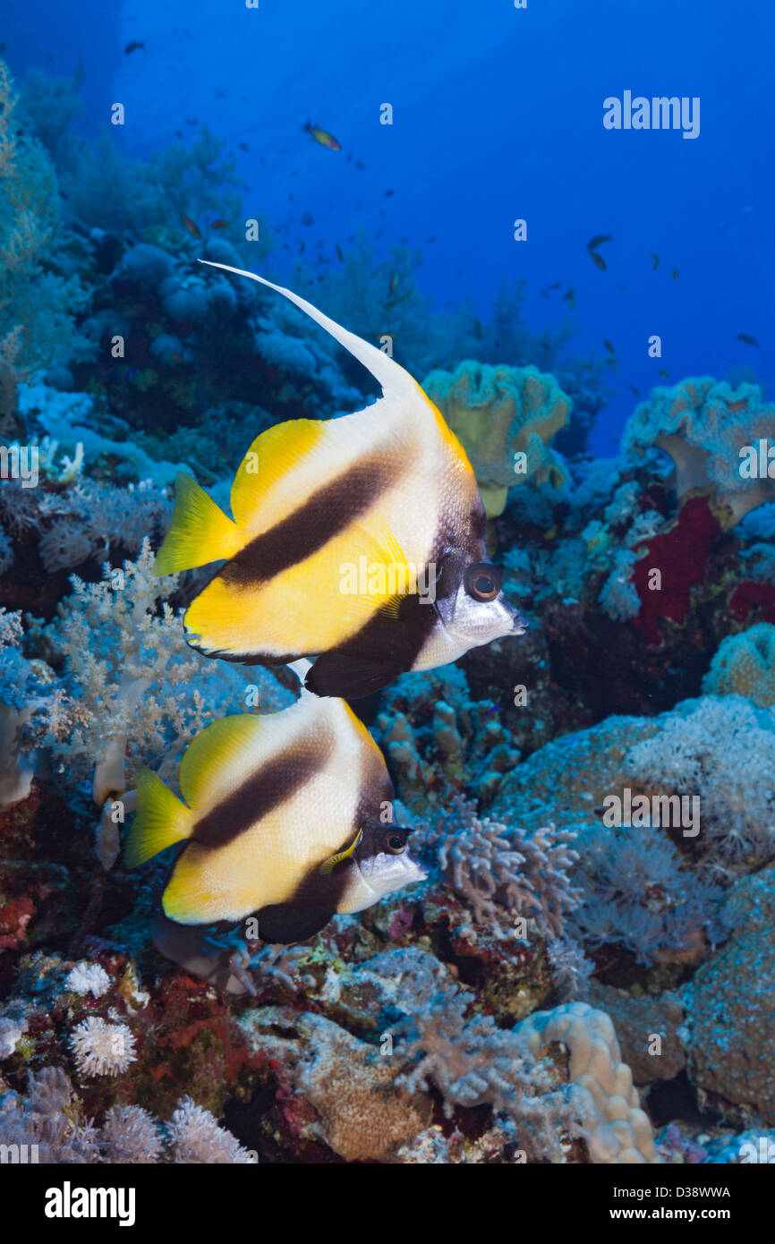 Red Sea Bannerfish, Heniochus intermedius, Rocky Island, Red Sea, Egypt Banque D'Images