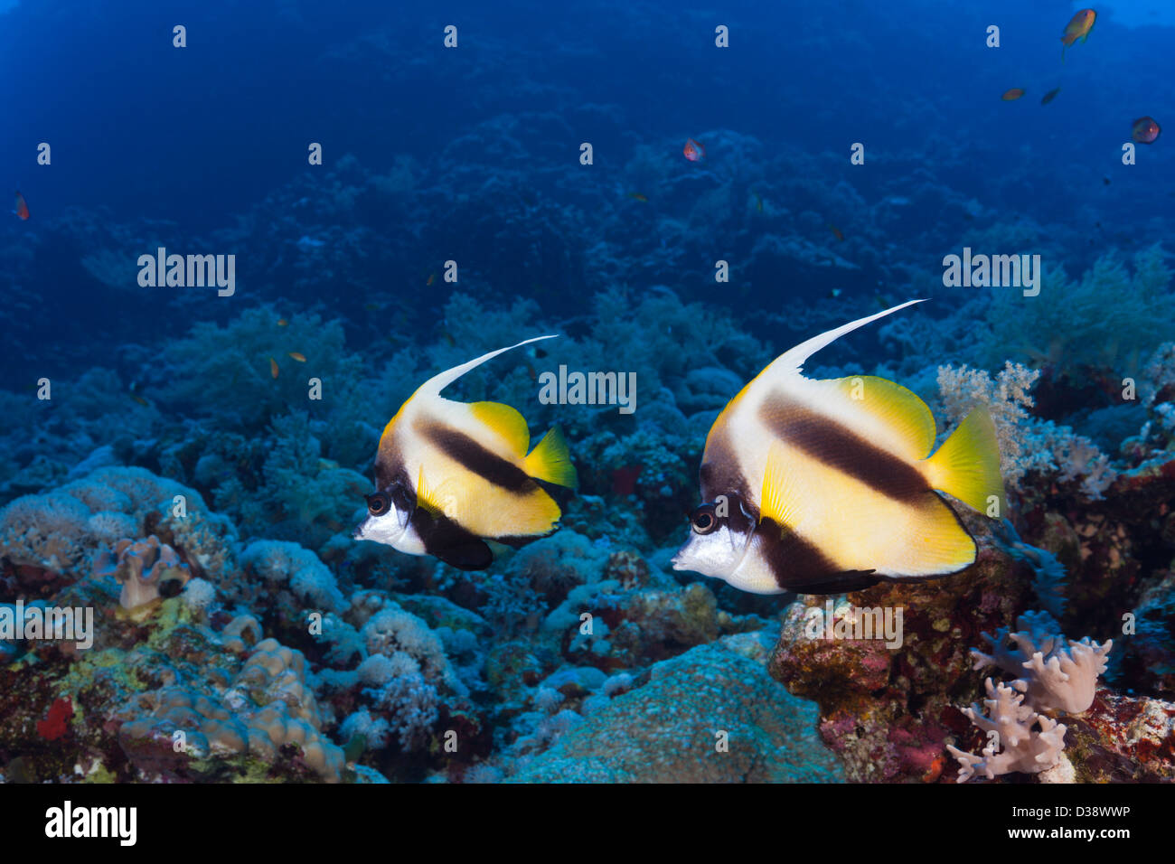 Red Sea Bannerfish, Heniochus intermedius, Rocky Island, Red Sea, Egypt Banque D'Images
