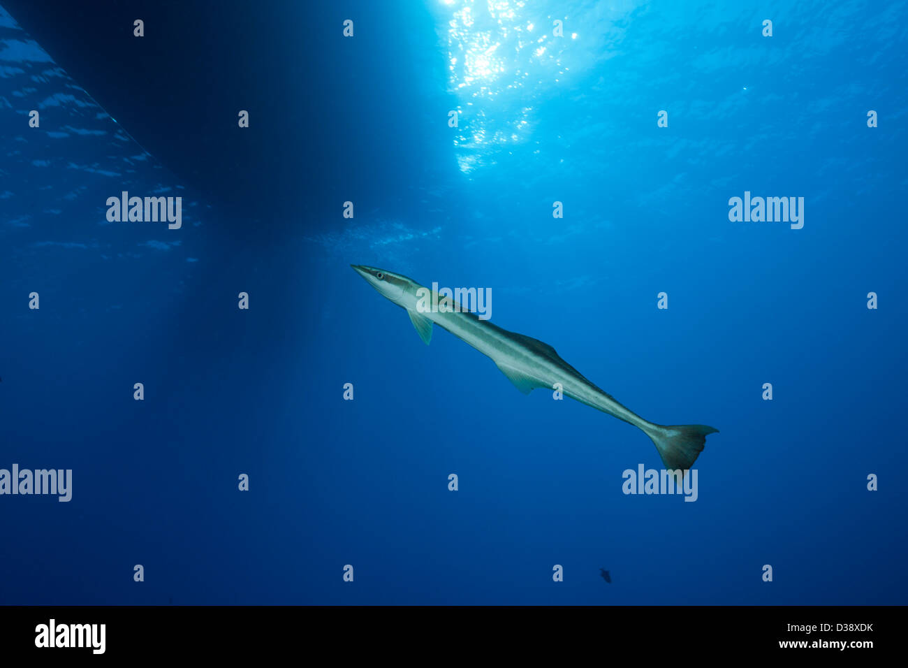 Suckerfish Echeneis naucrates, élancée, Saint John's, Red Sea, Egypt Banque D'Images