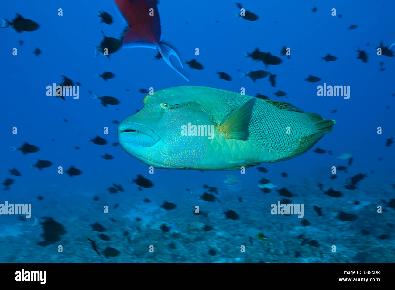 Napoléon, Cheilinus undulatus undulatus à bosse, Saint John's, Red Sea, Egypt Banque D'Images
