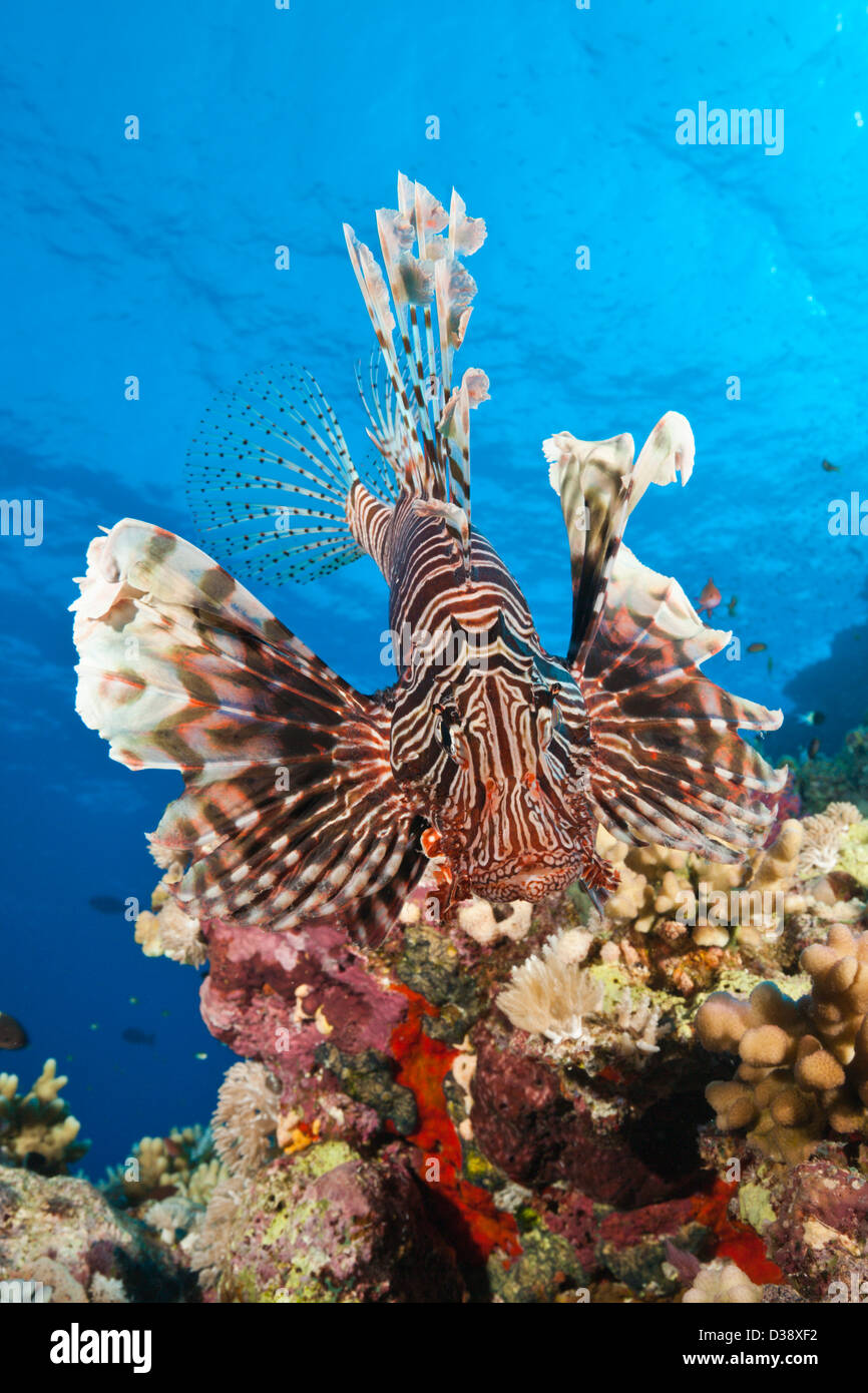 Plus de coraux, poissons-papillons Pterois miles, Shaab Maksur, Red Sea, Egypt Banque D'Images