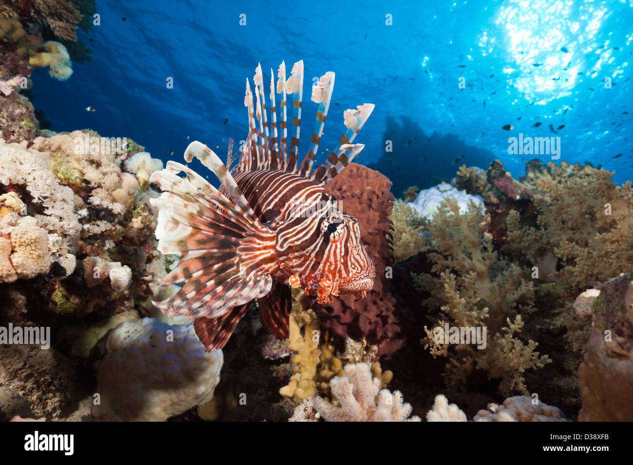 Plus de coraux, poissons-papillons Pterois miles, Shaab Maksur, Red Sea, Egypt Banque D'Images