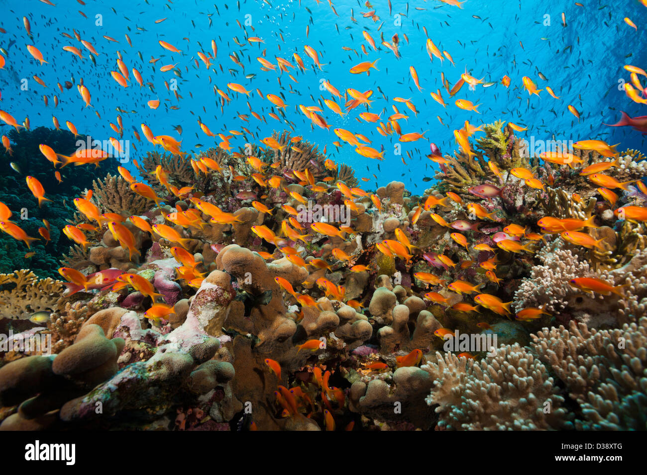 Lyretail Anthias sur Reef, Elphinstone, Pseudanthias squamipinnis, Red Sea, Egypt Banque D'Images