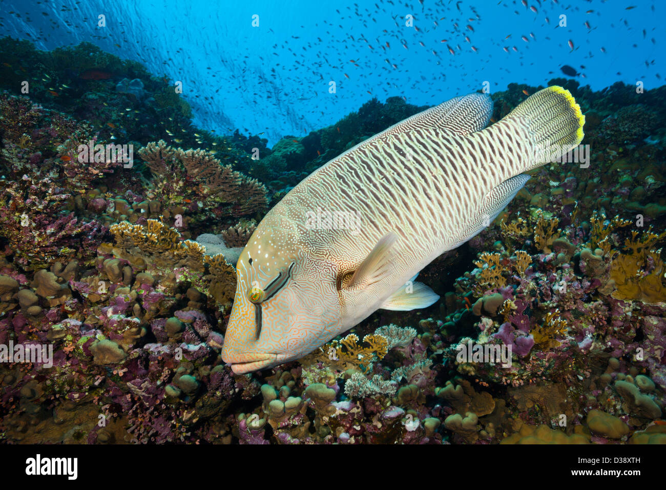 Napoléon Wrasse juvénile à bosse, Cheilinus undulatus, Elphinstone, Red Sea, Egypt Banque D'Images