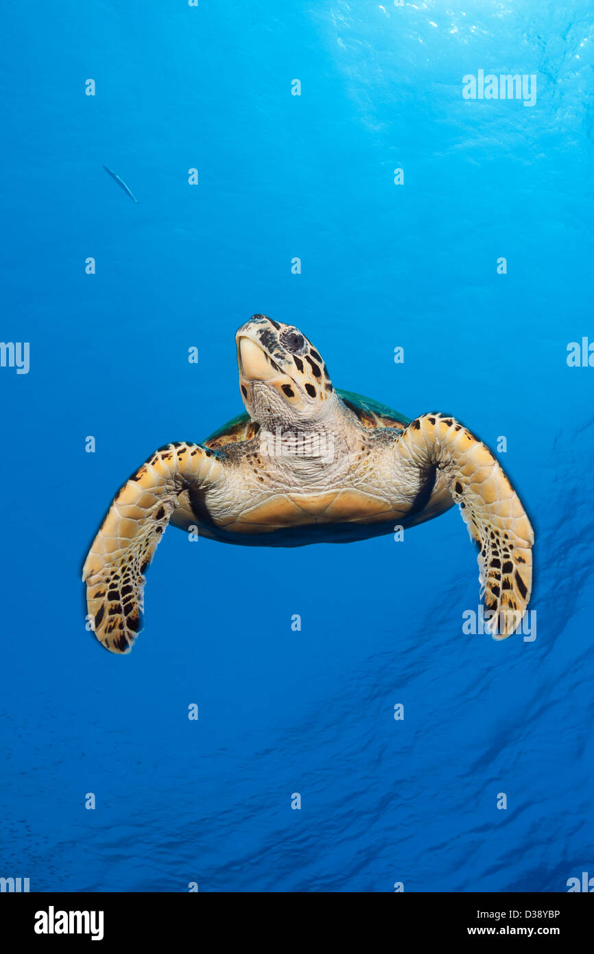 La tortue imbriquée, Eretmochelys imbricata, Elphinstone, Red Sea, Egypt Banque D'Images