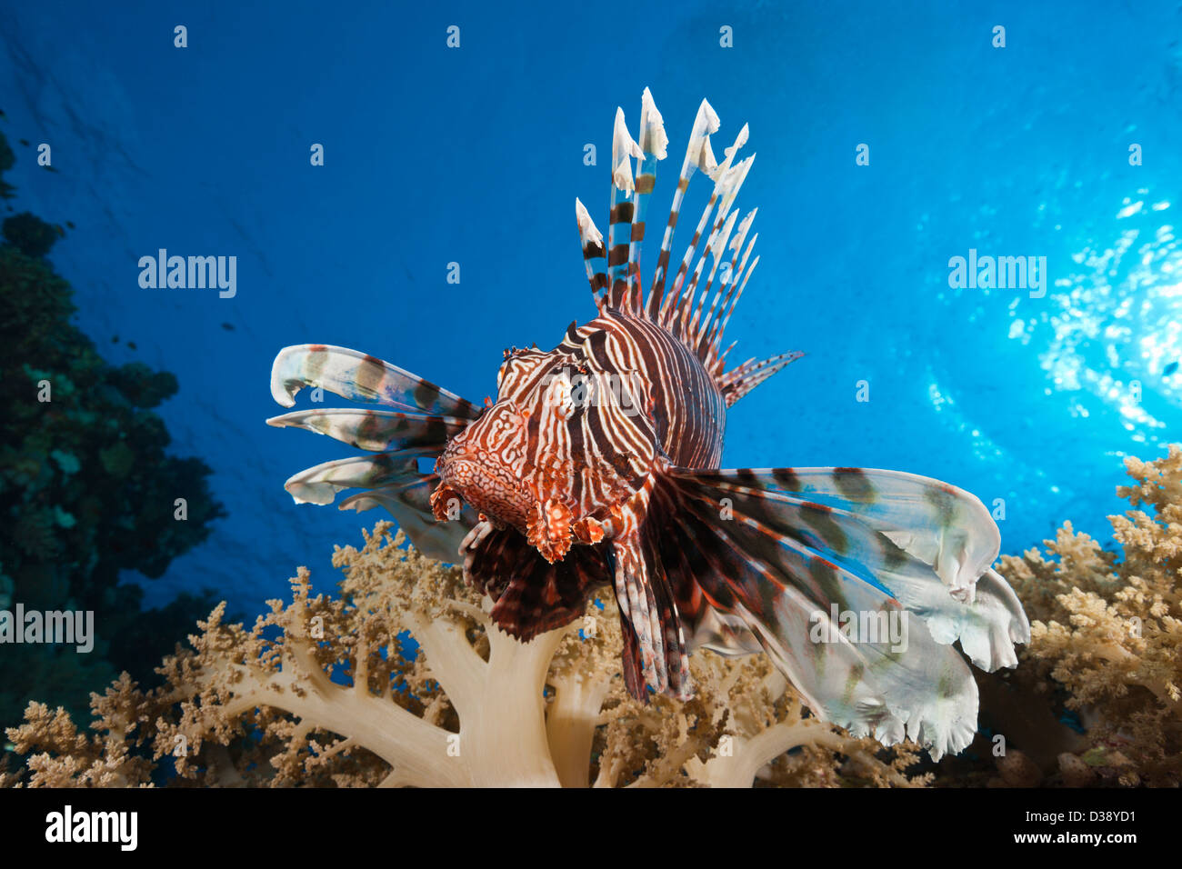 Plus de coraux, poissons-papillons Pterois miles, Elphinstone, Red Sea, Egypt Banque D'Images
