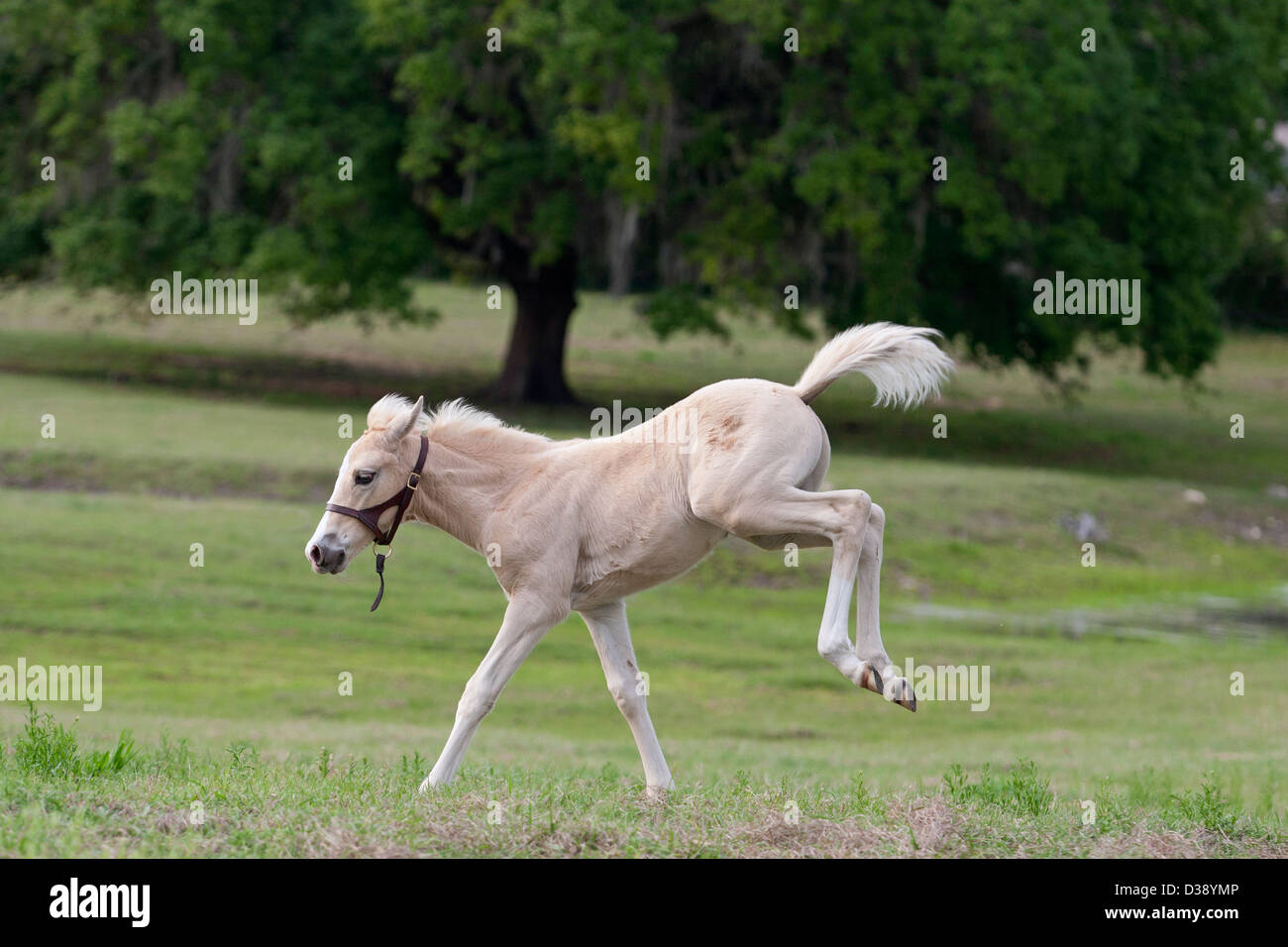 Poulain Palomino souffle ses talons tandis qu'en pâturage. Banque D'Images