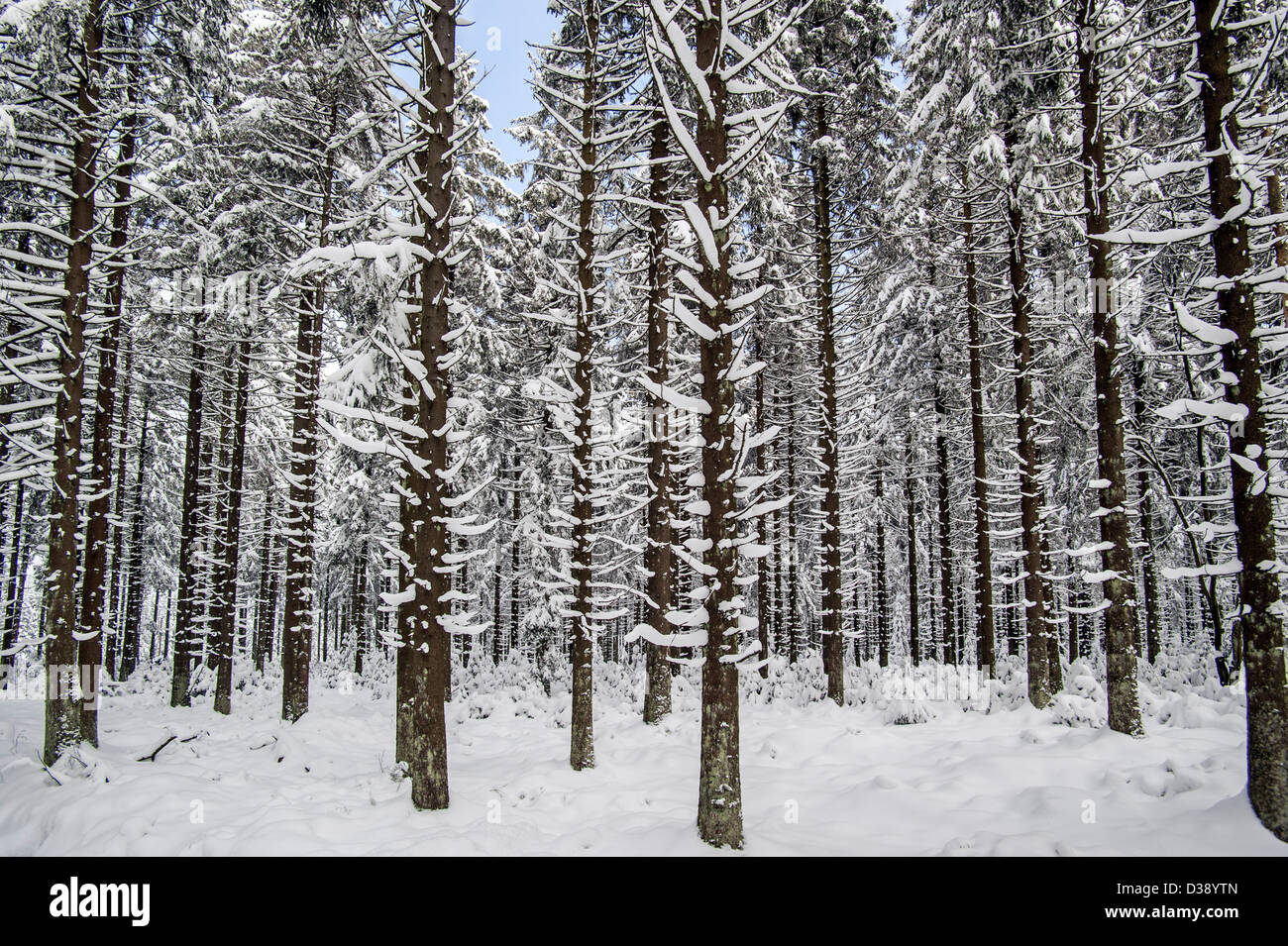 La neige a couvert des pins dans la forêt de la réserve naturelle des Hautes Fagnes / Hautes Fagnes en hiver, Ardennes Belges, Belgique Banque D'Images