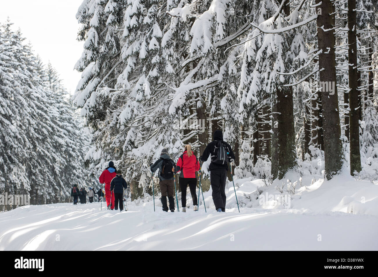 Les skieurs de fond Le ski en forêt de pins dans la neige en hiver à la Hautes Fagnes / Hautes Fagnes, Ardennes Belges, Belgique Banque D'Images