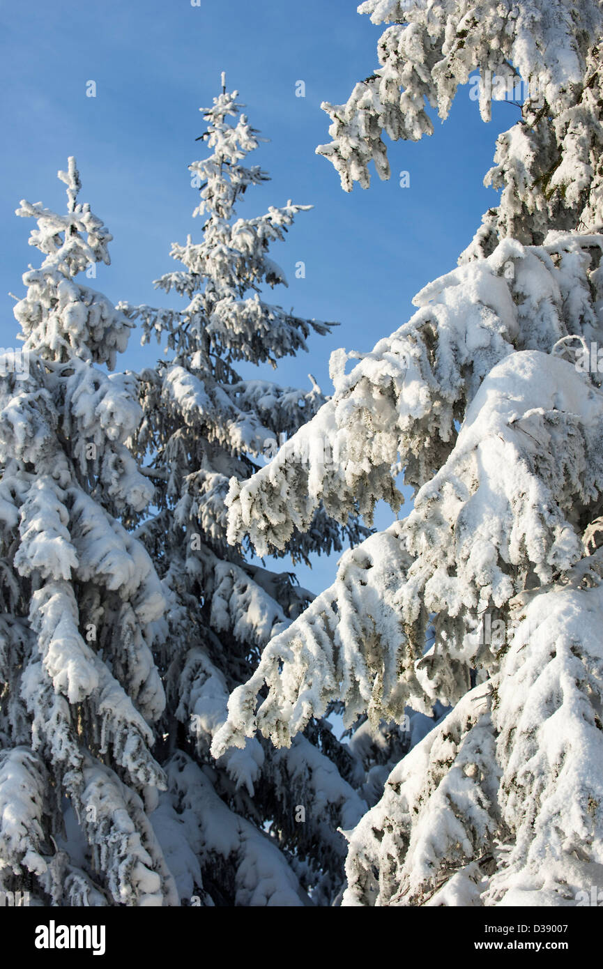 Branches de sapins dans la forêt de pin blanc recouvert de givre et de la neige en hiver Banque D'Images
