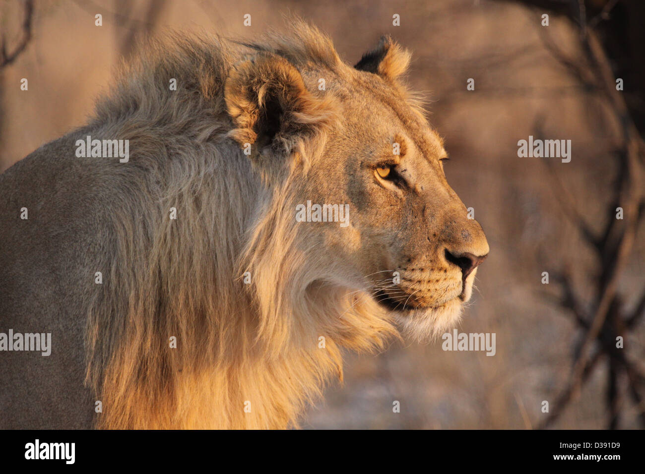Young male lion dans le parc national d'Etosha, Namibie, Afrique du Sud Banque D'Images