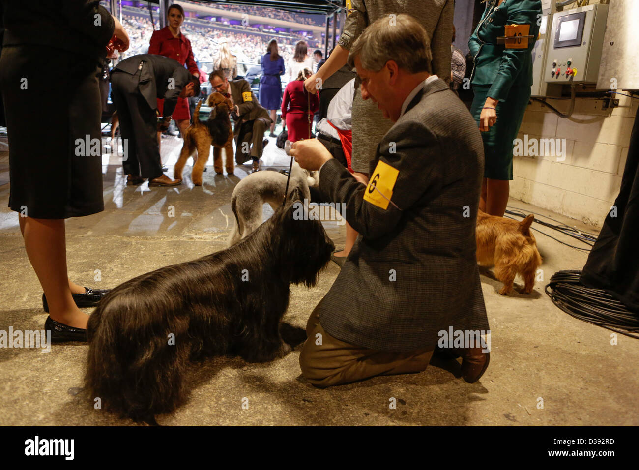 La ville de New York, États-Unis, 12 février 2013. Les chiens et leurs maîtres d'attendre dans les ailes lors de la 137e assemblée annuelle Westminster Kennel Club Dog Show. Banque D'Images