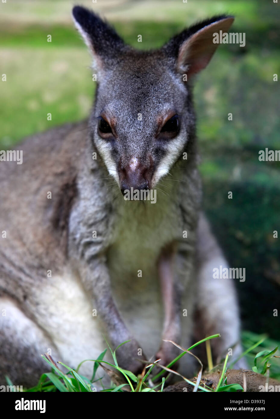 Petit kangourou australien dans un zoo de Bali Banque D'Images