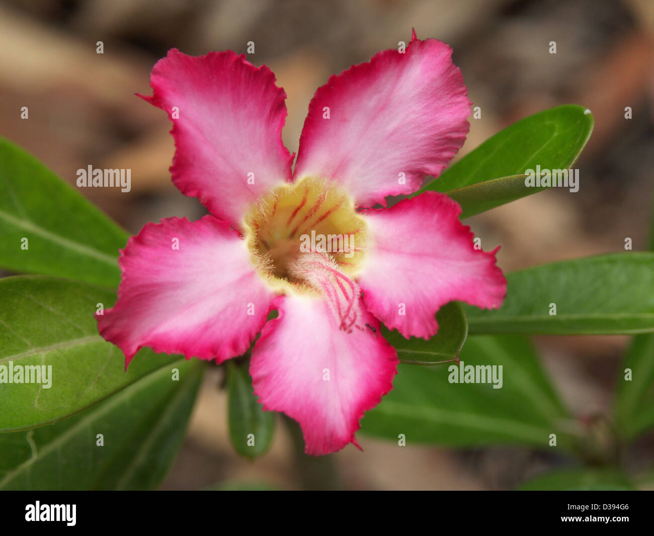 Belle fleur rose vif et feuillage d'Adenium obesum- Africain rose du désert Banque D'Images
