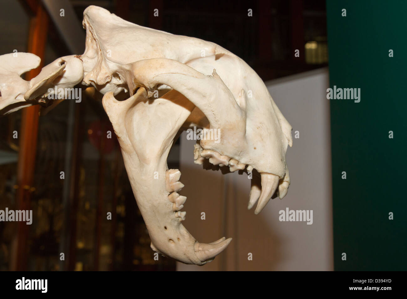 Crâne tigre Banque D'Images