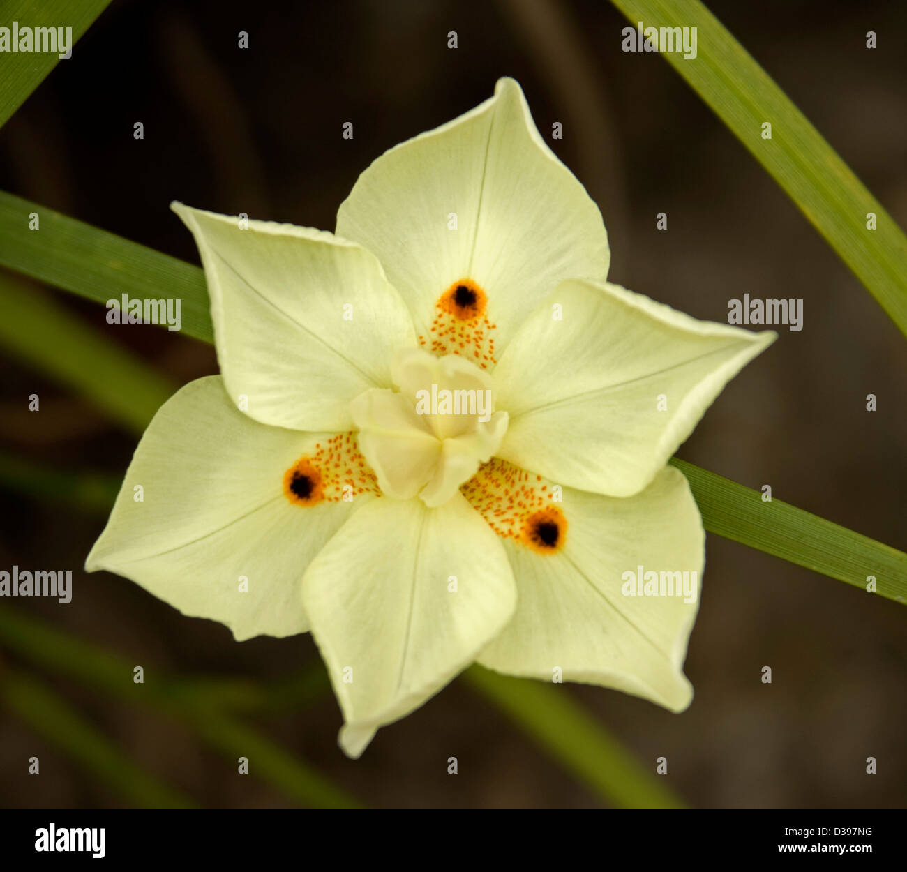 Belle fleur jaune pâle avec des pétales tachetés Dietes bicolor - sur un fond sombre Banque D'Images