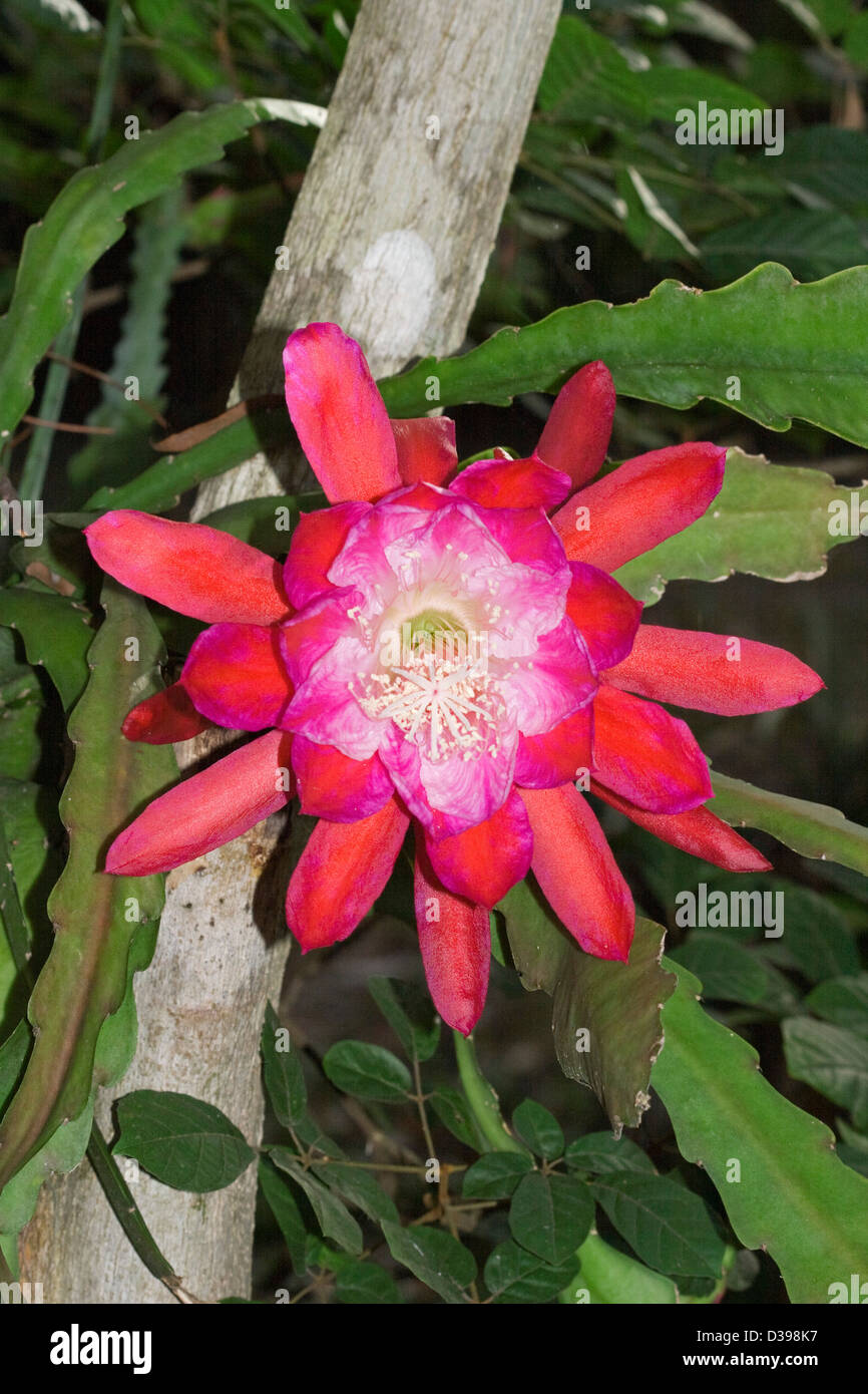 Fleur rouge vif spectaculaire et télévision tiges vertes de cultivars Epiphyllum- Noël / cactus orchidée - croissant dans un arbre Banque D'Images