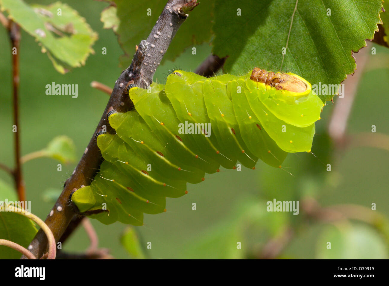 Luna moth insecte vert grub Caterpillar Banque D'Images