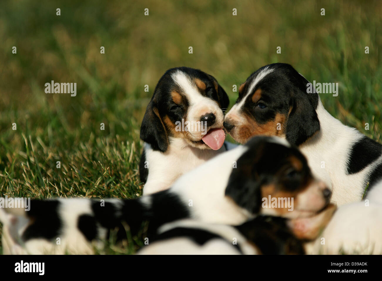 Hound Dog Puppies avec la langue qui sort Banque D'Images