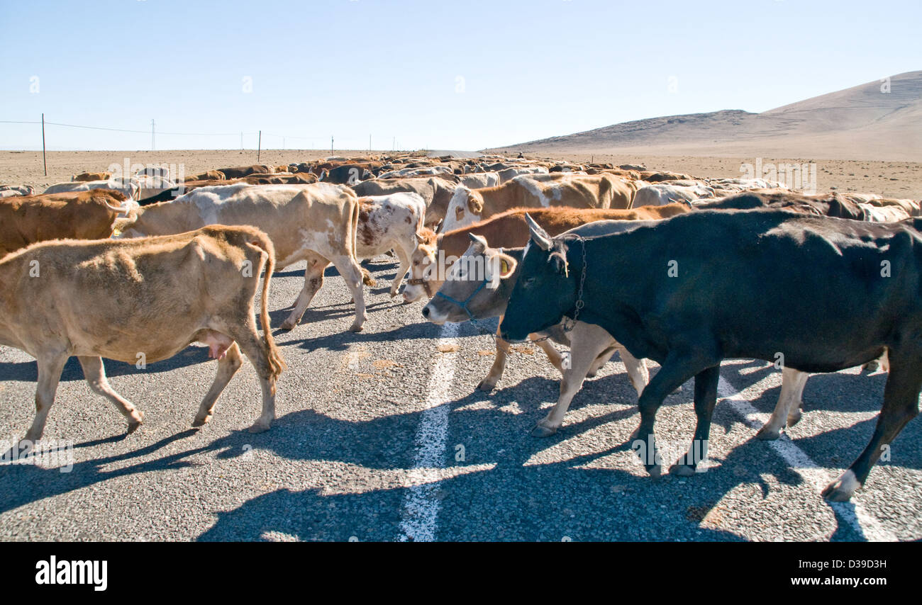 Un troupeau de bovins de traverser la route en milieu rural zone kurde à la périphérie de la ville de Kars en steppes orientales de la Turquie près de la frontière arménienne. Banque D'Images
