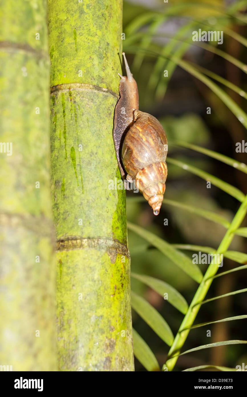 Terre d'Afrique de l'escargot ou l'escargot africain géant (Achatina fulica) Banque D'Images