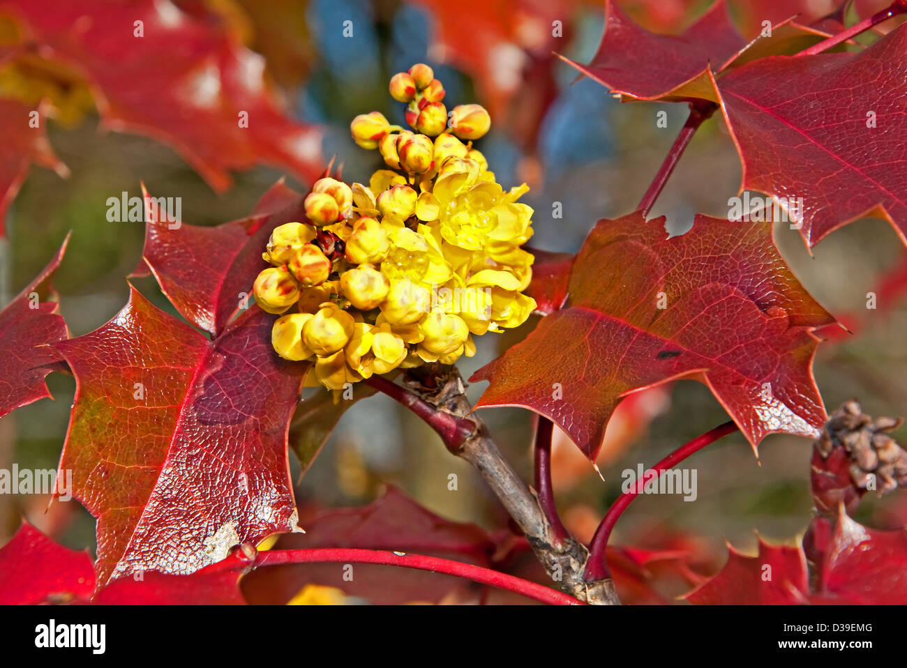 C'est un gros plan de l'Mahonia Mahonia aquifolium jaune fleur sur rougeâtre, très brillant feuilles. Belle image de la nature Banque D'Images