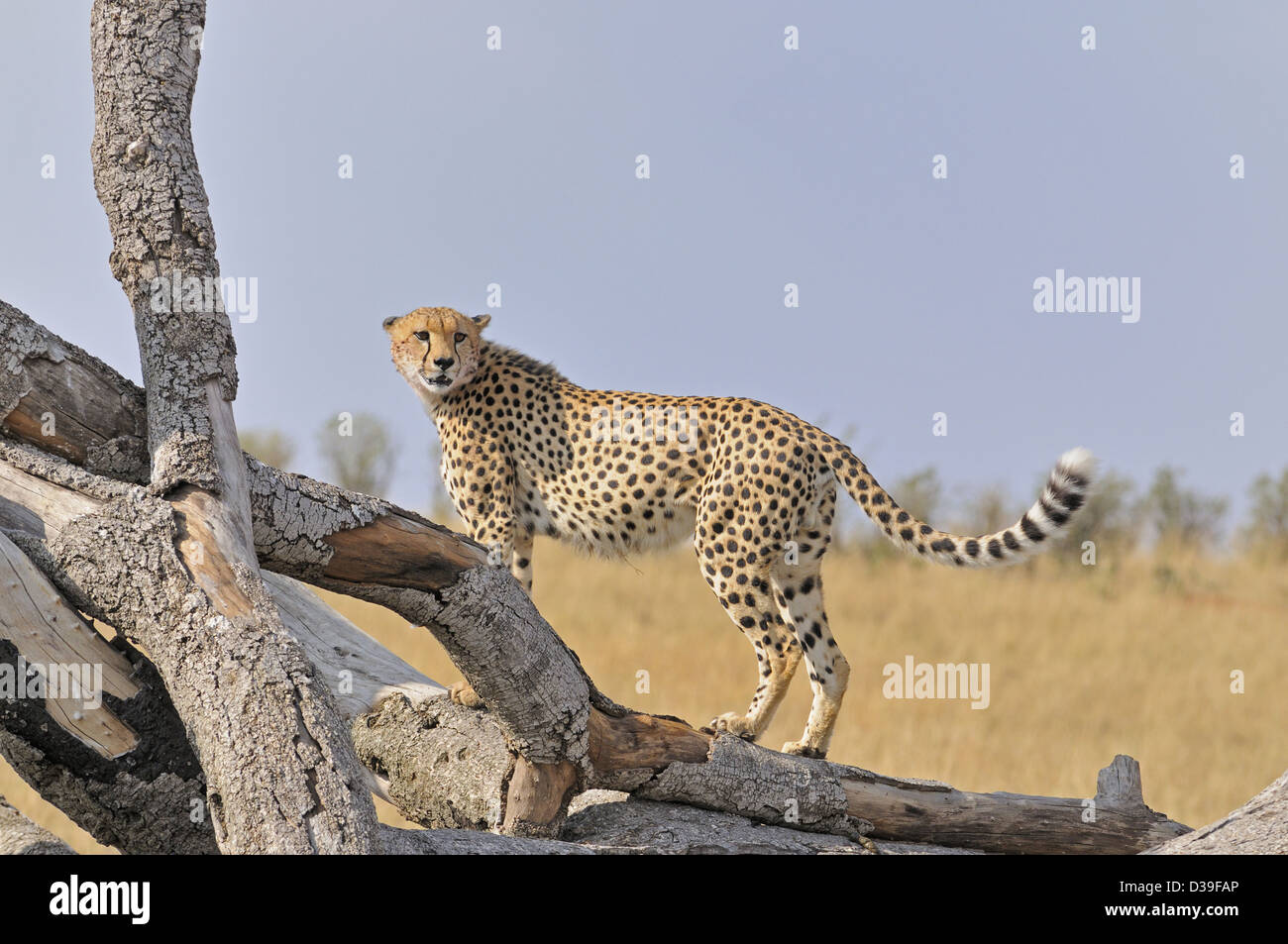 Cheetah sur un arbre mort tombé dans les prairies du Masai Mara au Kenya, Afrique Banque D'Images