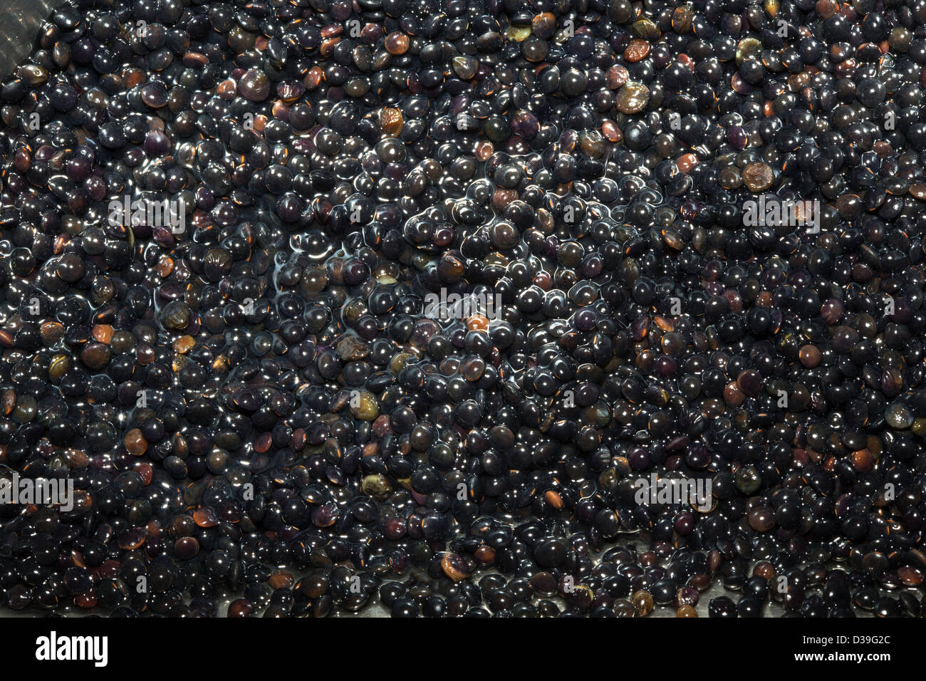 Aliments BÉLUGA noir darb lentilles les légumineuses arrosées ressemblent à du caviar tromper autant Banque D'Images