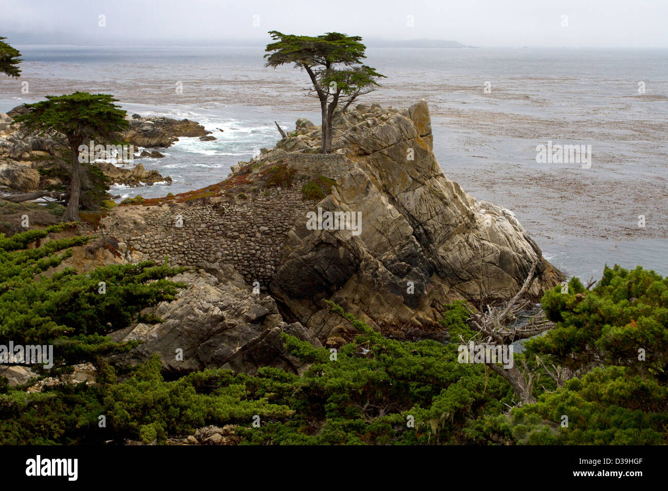 Le Lone Cypress (cyprès de Lambert - Cupressus macrocarpa) Plage de galets,17-Mile Drive, péninsule de Monterey, Californie, en juillet Banque D'Images