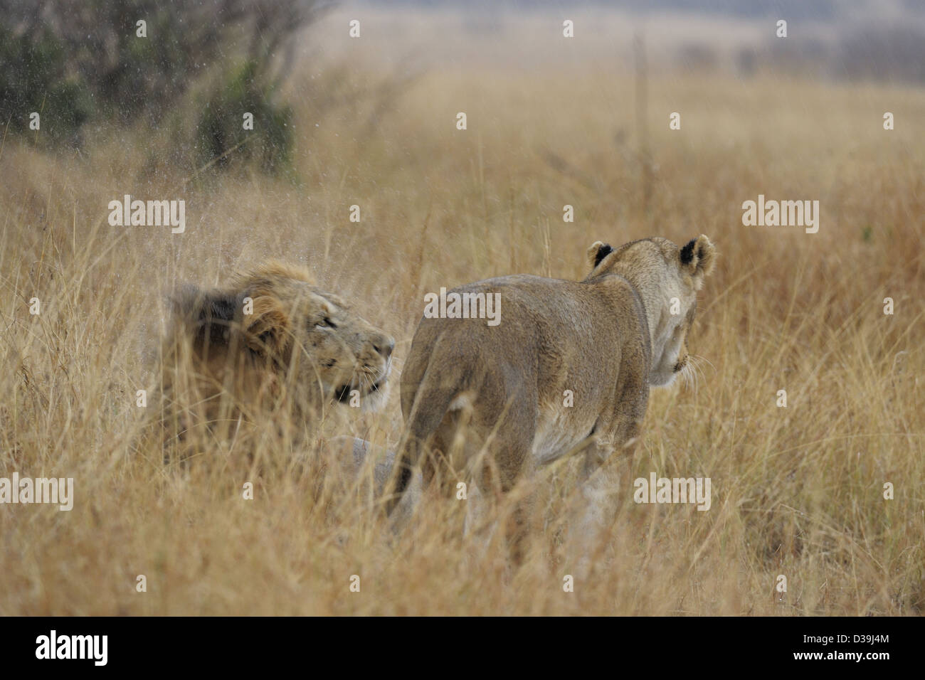 Les lions mâles et femelles pendant les pluies dans les graminées de Masai Mara, Kenya, Afrique Banque D'Images