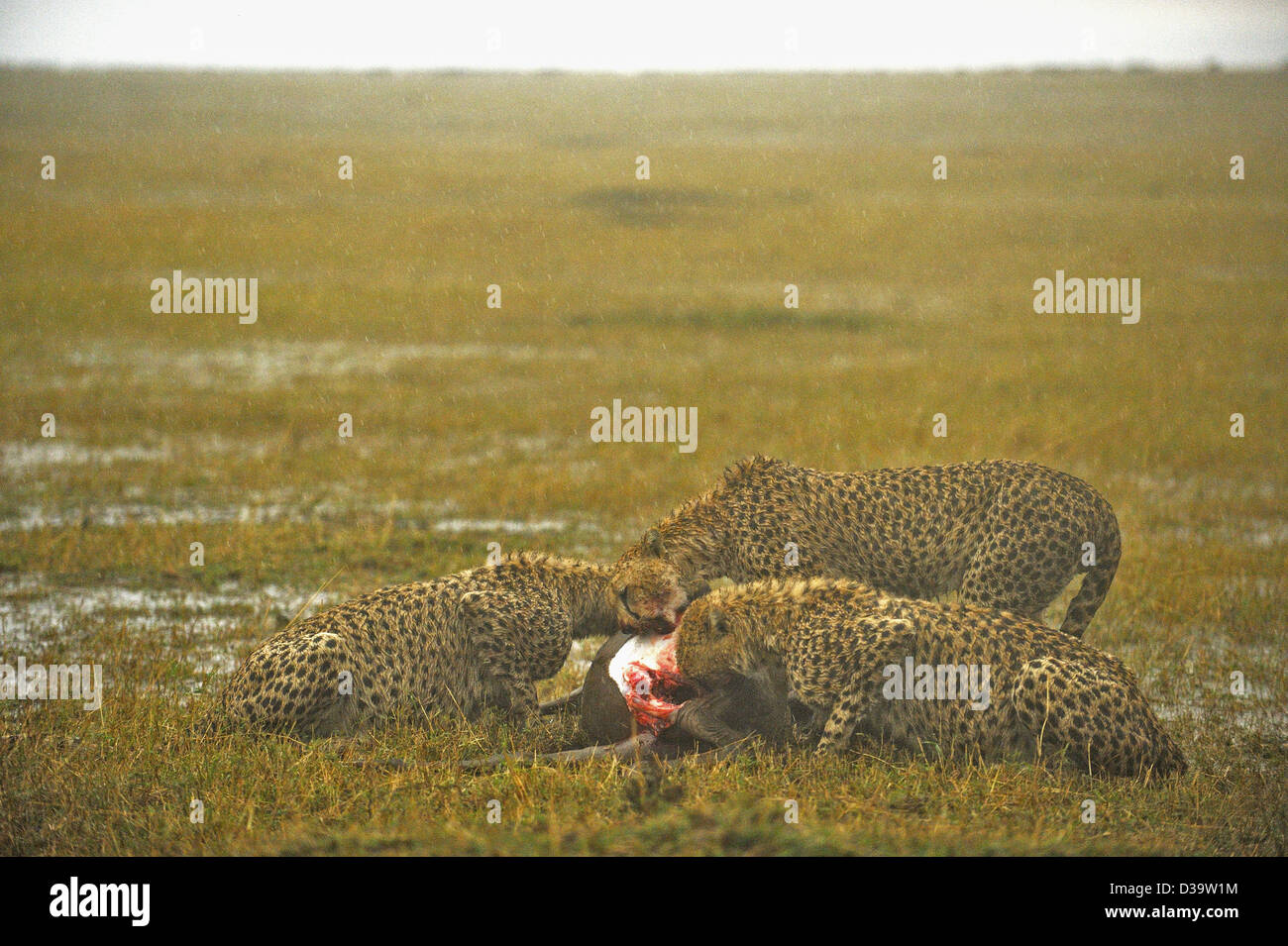Trois guépards manger un gnous tuer lors d'un orage dans les prairies du Masai Mara au Kenya, Afrique Banque D'Images