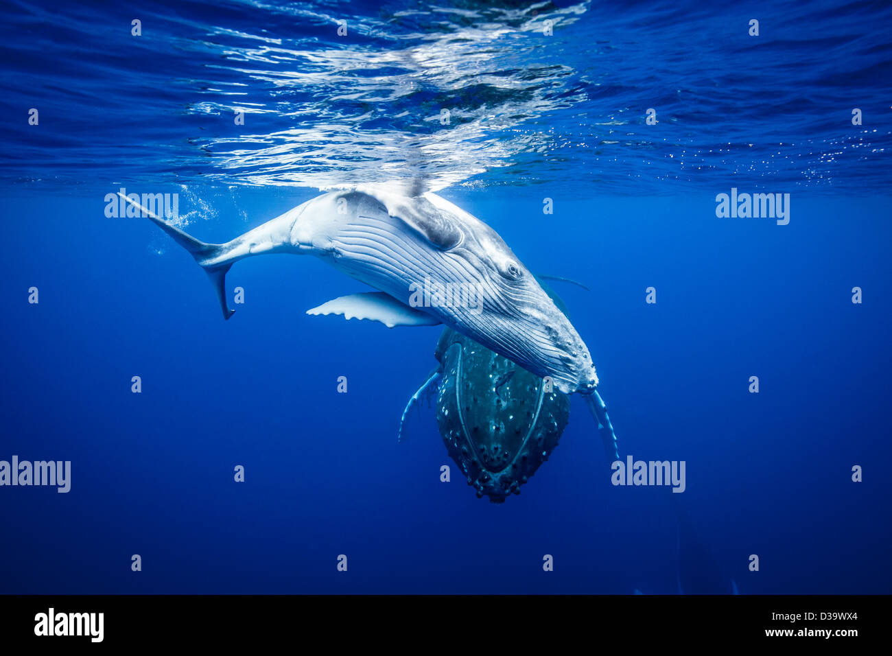 Baleine Bleue Bebe Banque D Image Et Photos Alamy