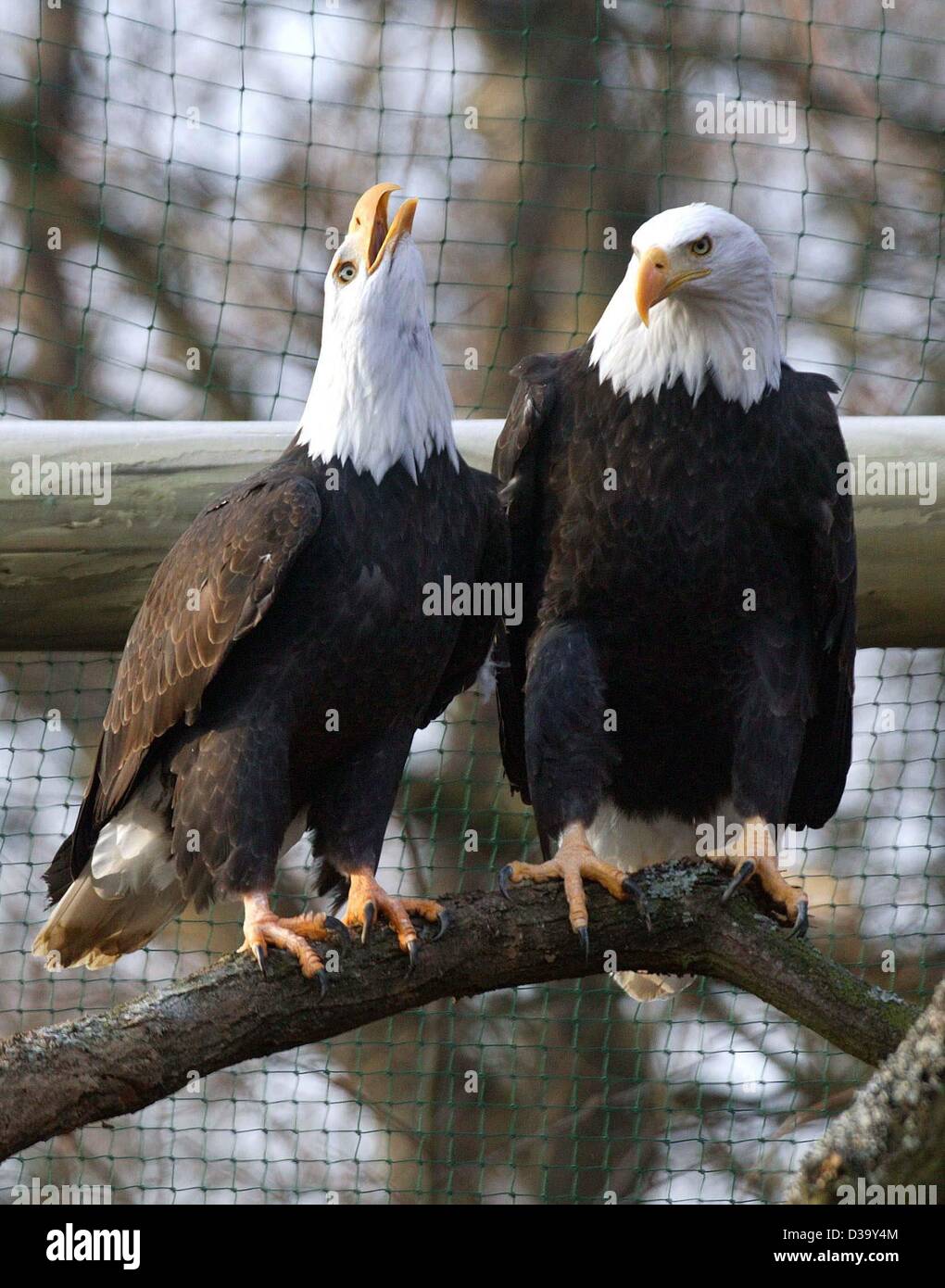 Deux des pygargues à queue blanche (Haliaeetus albicilla) s'asseoir à côté de l'autre sur une branche au parc animalier Accueil à Neckarwestheim, Allemagne, le 19 décembre 2003. Banque D'Images