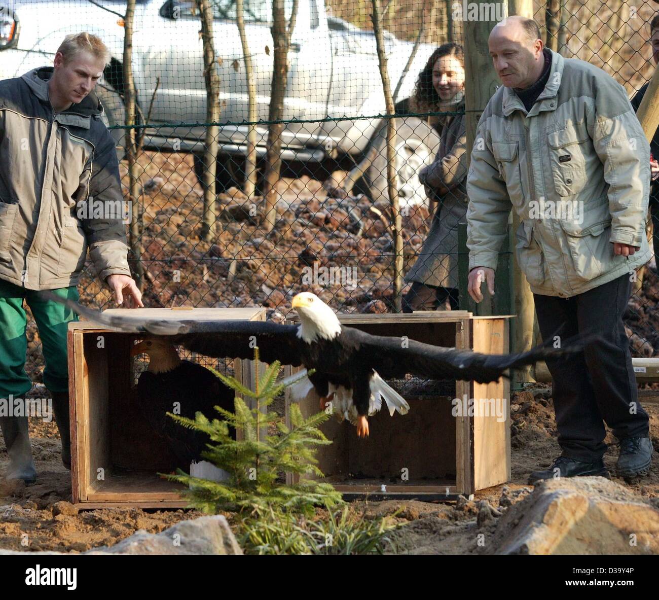 (Afp) - Un pygargue à queue blanche (Haliaeetus albicilla) étend ses ailes qu'il quitte sa boîte de transports afin d'inspecter sa nouvelle maison au parc animalier Accueil à Neckarwestheim, Allemagne, le 19 décembre 2003. Les oiseaux avaient été récemment emménagé dans leur nouvelle enceinte qui leur permet d'effectuer l'ext Banque D'Images