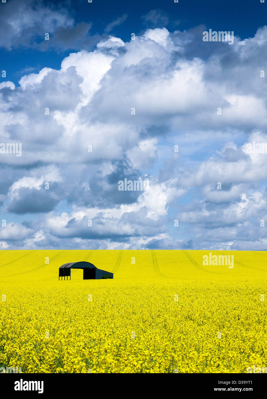 Une grange néerlandais se trouve au milieu d'un champ de colza dans la campagne anglaise comme des nuages blancs de construire derrière. Banque D'Images