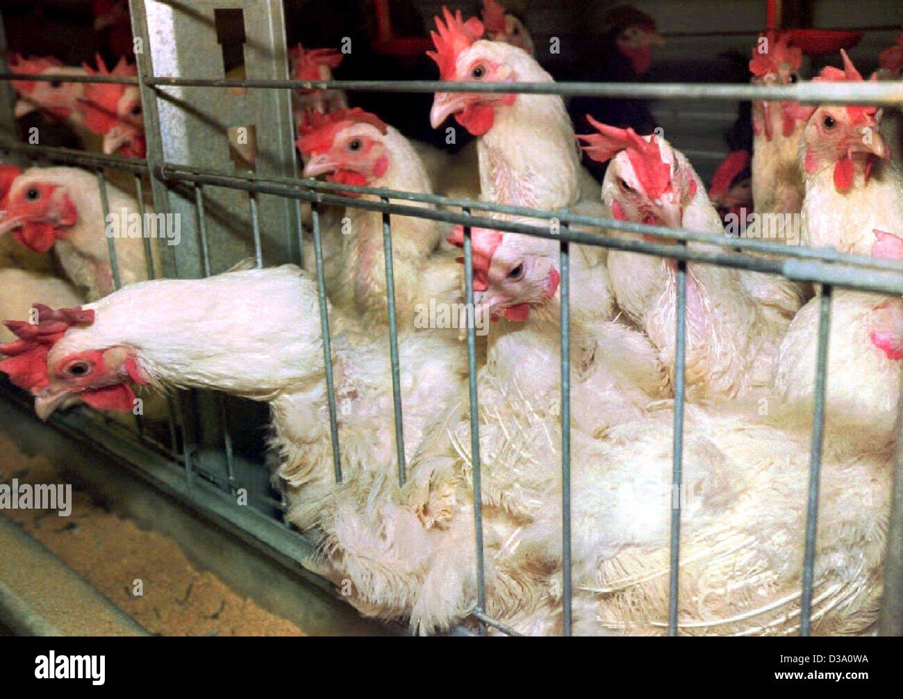 (Afp) - La demande refoulée de poules dans une batterie de ponte près de Vechta, Allemagne du Nord (photos du 29 janvier 1996). En tant que premier pays de l'Union européenne, le parlement allemand a décidé de changer la constitution et la protection des animaux, a déclaré l'un des objectifs de l'Etat le 17 mai 2002. Banque D'Images