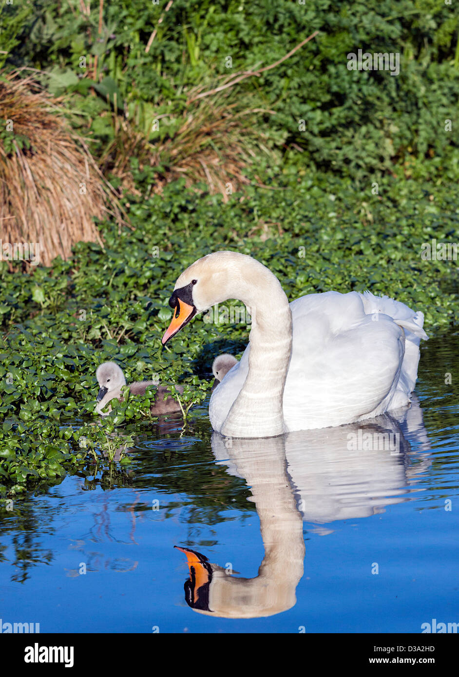 Un stylo, Mute Swan veille sur ses deux petits en l'alimentation entre le cresson de fontaine sur la rivière Avon. Banque D'Images