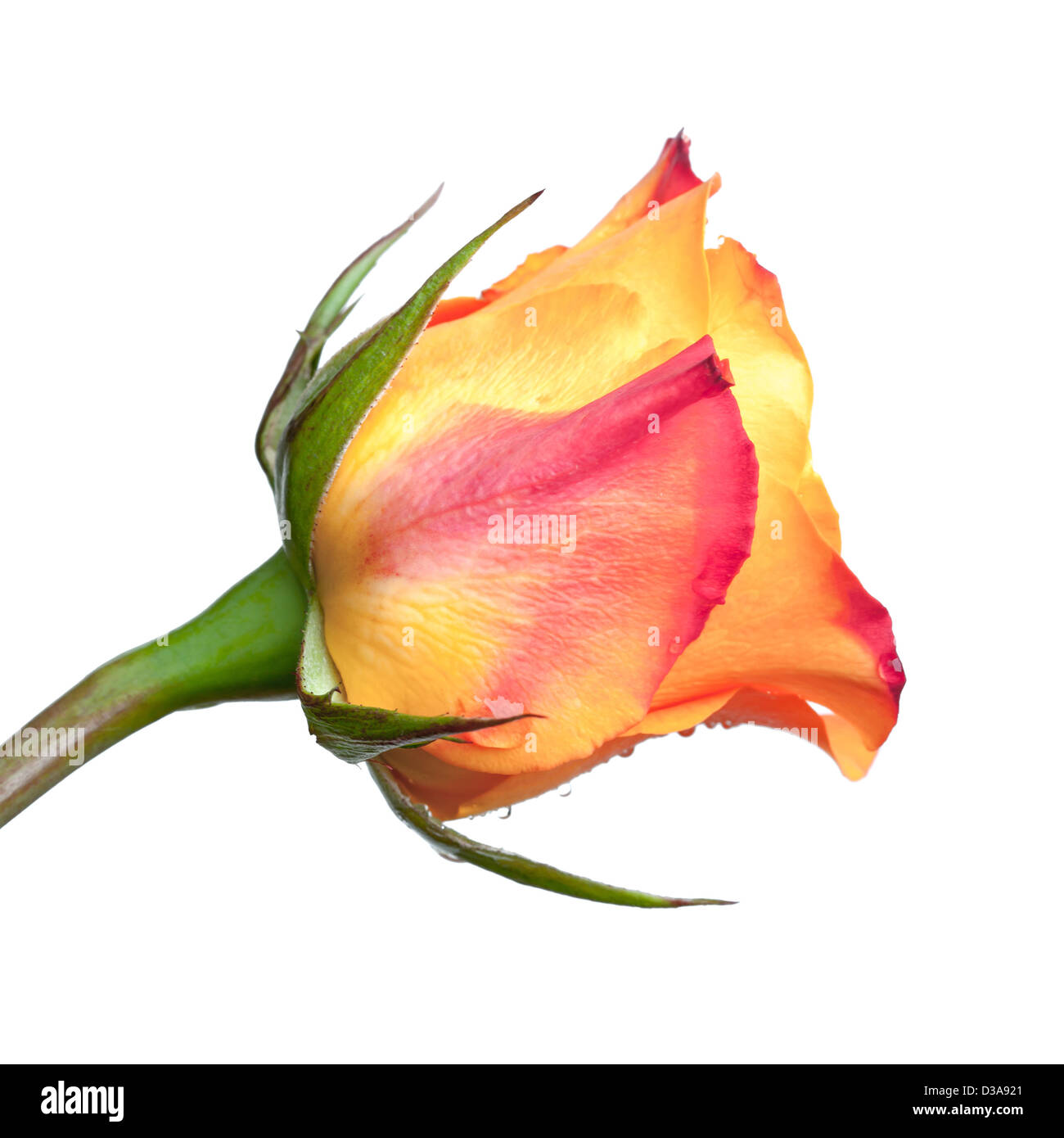 Macro de rouge et rose jaune fleur isolated on white Banque D'Images