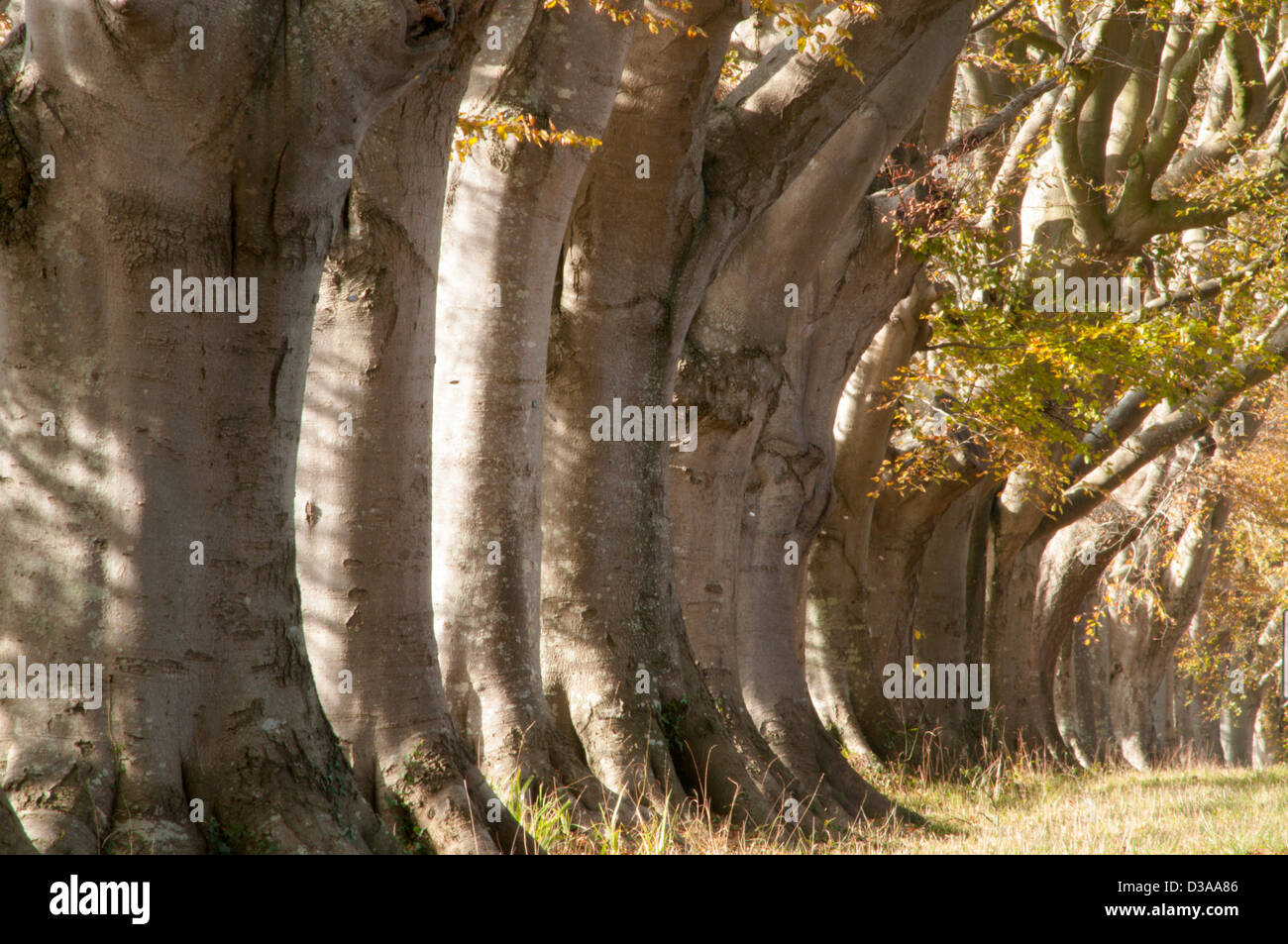 Rangée d'arbres hêtre commun Fagus sylvatica] [dans l'avenue à Kingston Lacy sur la B3082 entre Wimborne Minster et Blandford, Banque D'Images