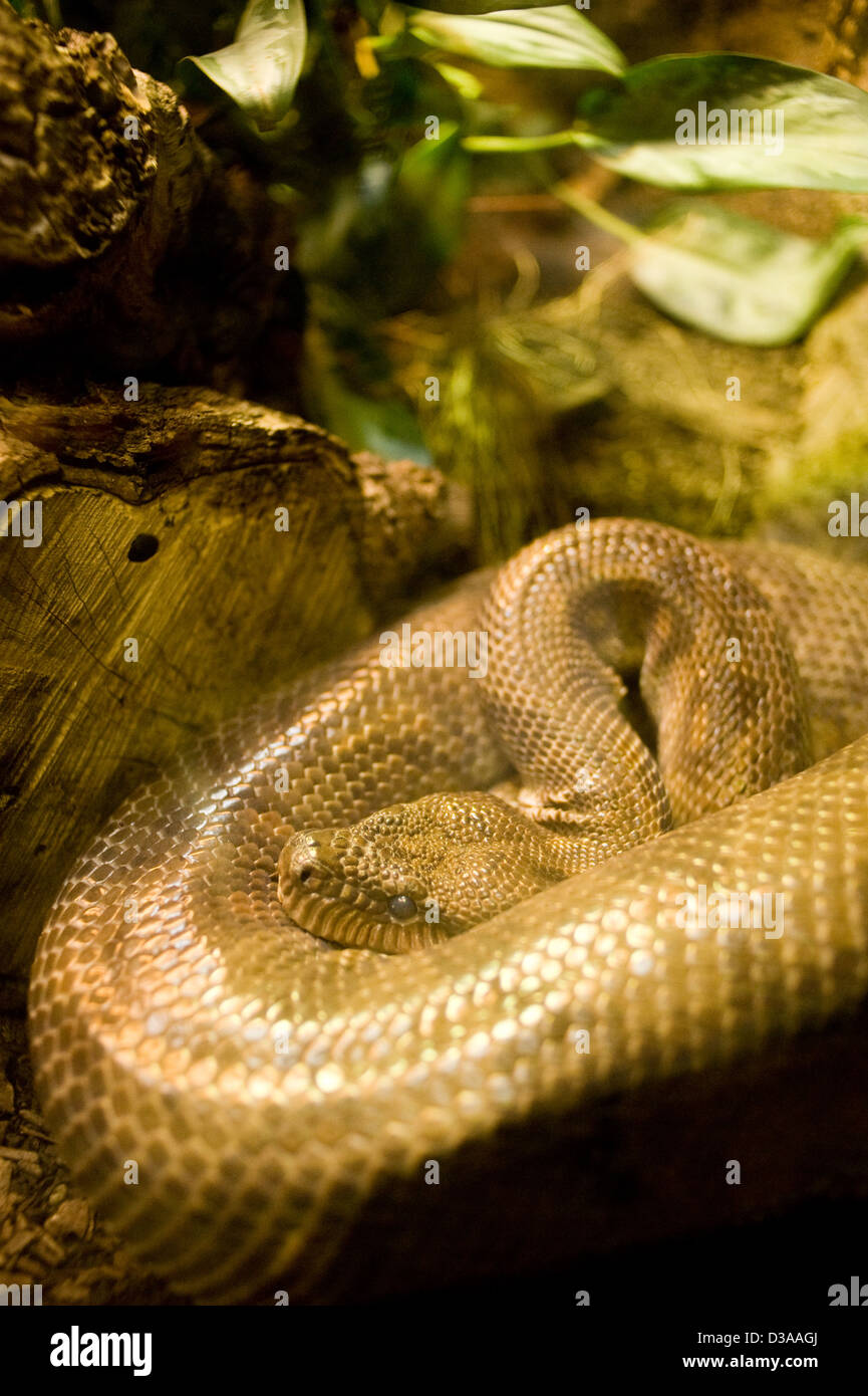 Serpent enroulé au Zoo de Barcelone. Banque D'Images