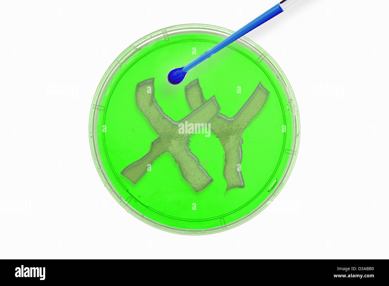XY sur boîte de Petri in lab Banque D'Images