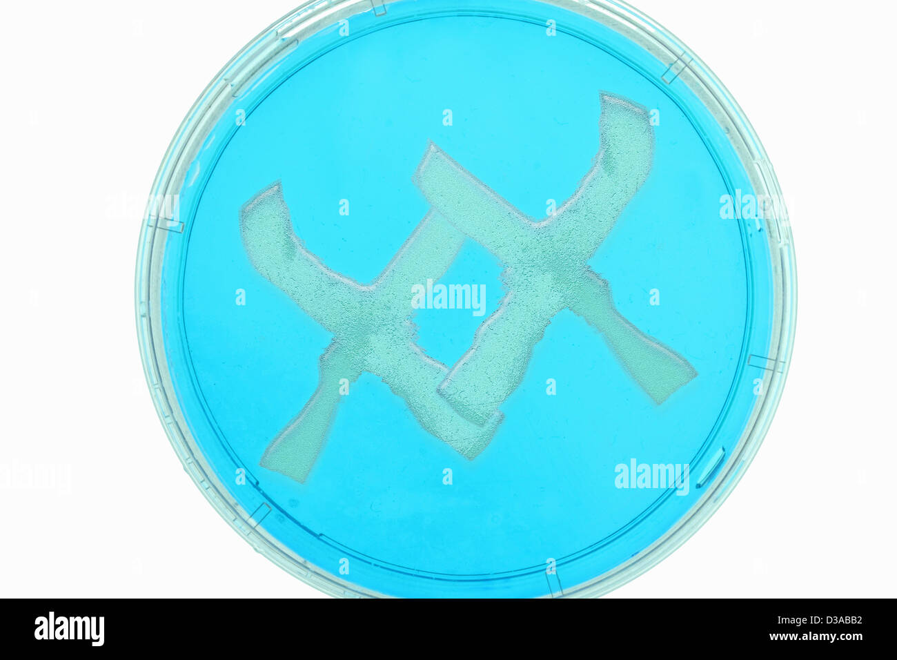 XX in petri dish in lab Banque D'Images