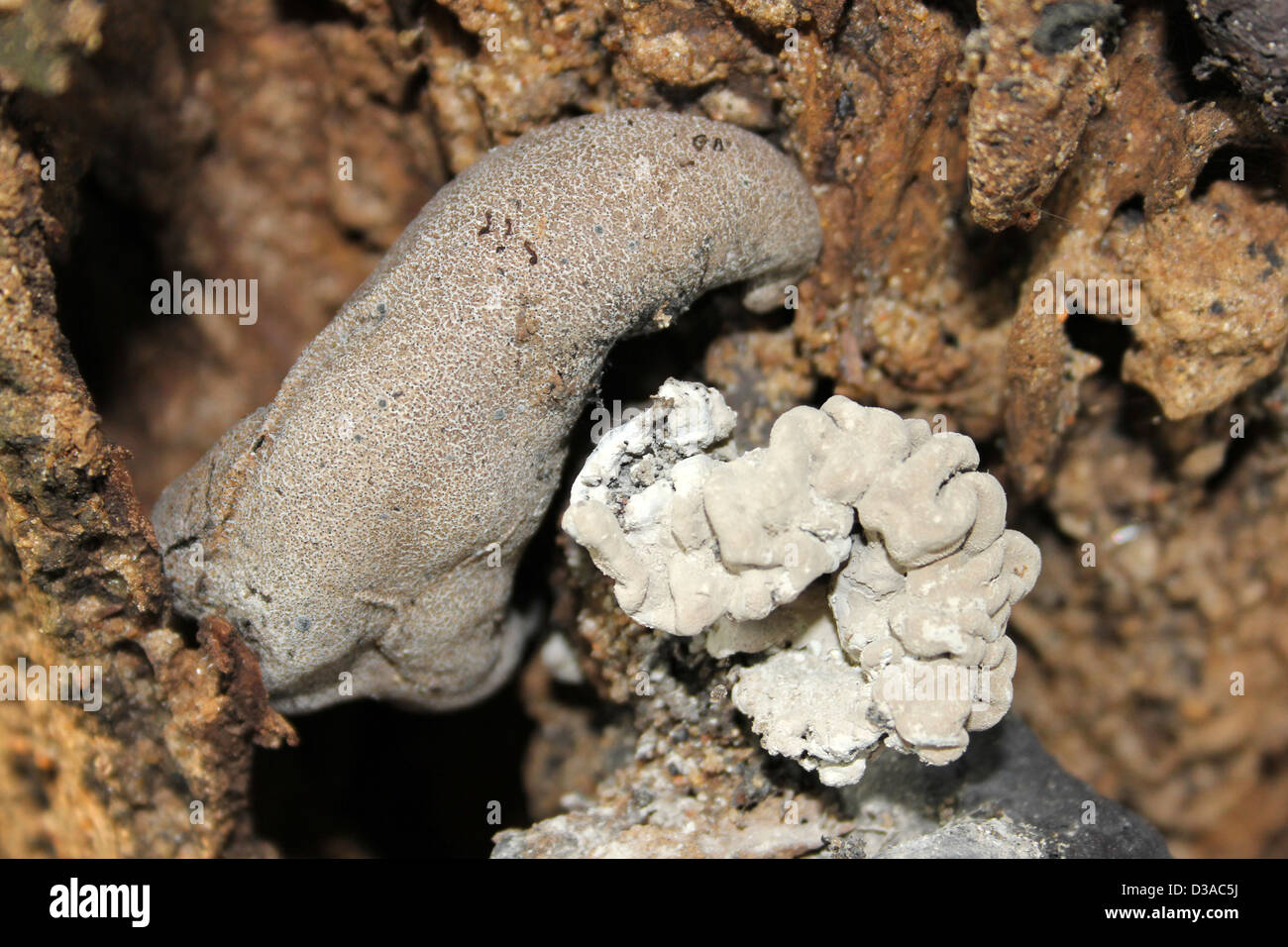 Champignons insolites prises au Sri Lanka Banque D'Images