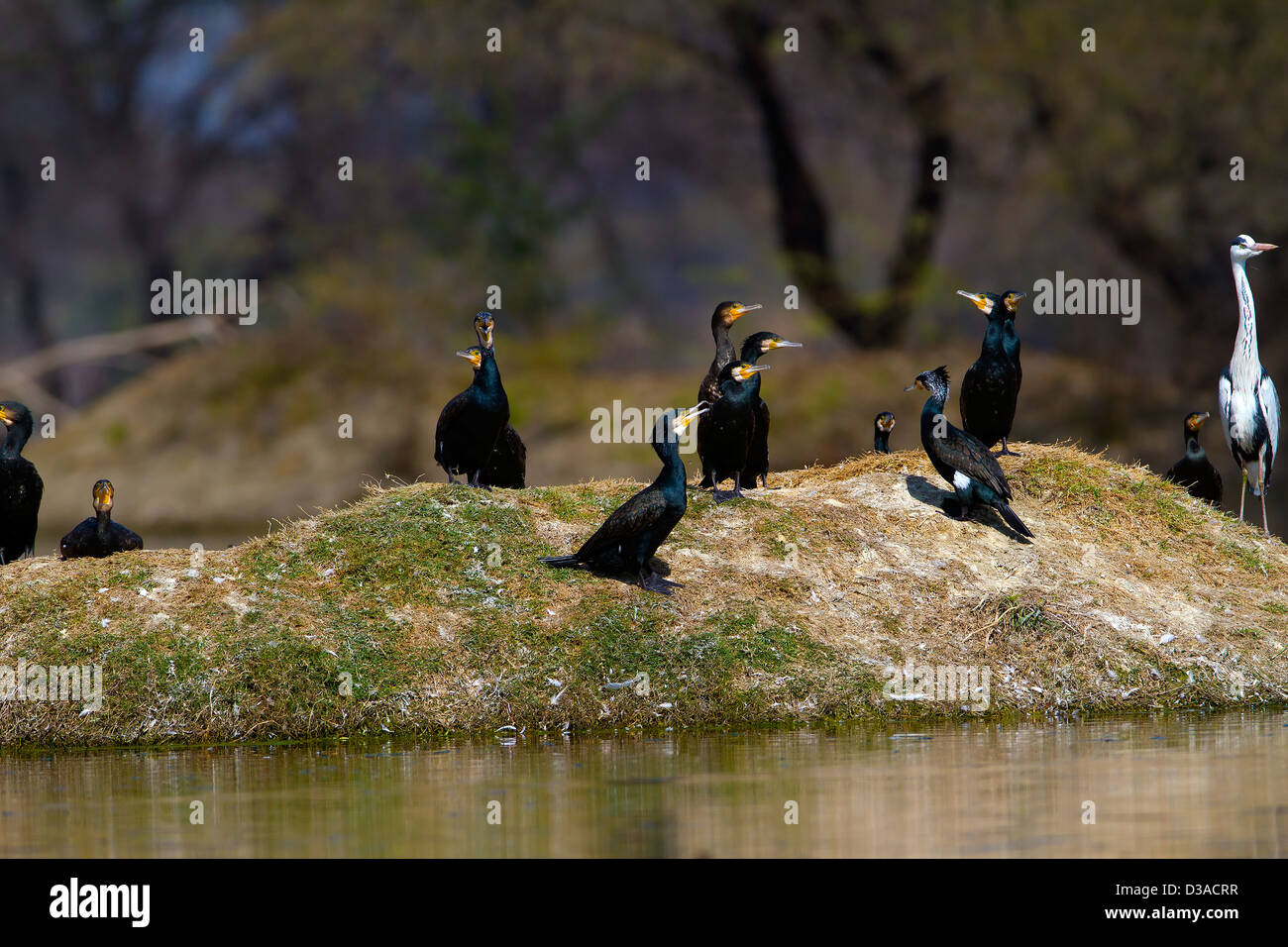 Le cormoran, aile, oiseaux d'eau douce, oiseaux sauvages, des animaux et des animaux domestiques, la nature, la faune, la Nature,scène, oiseau noir,Inde Banque D'Images