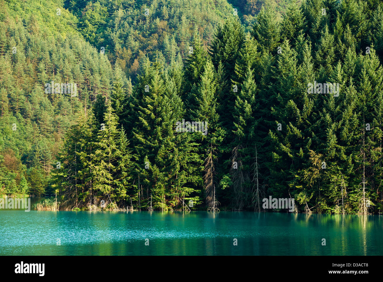 Lac avec de l'eau émeraude pure et les épinettes en été Banque D'Images