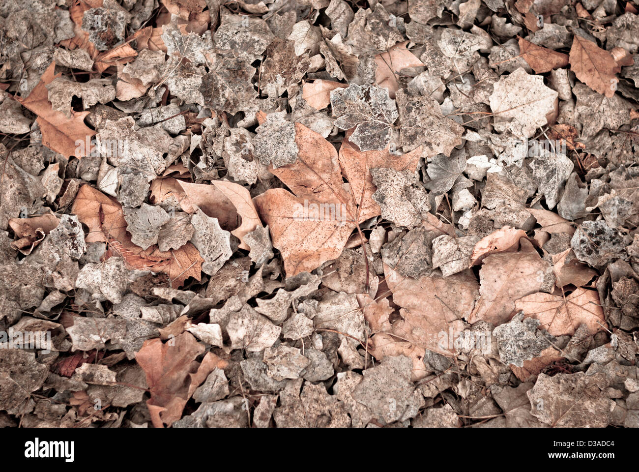 Les feuilles mortes pour les fonds et textures Banque D'Images